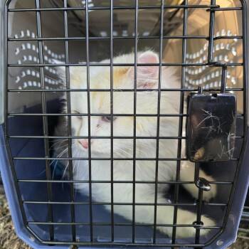 Chunky -  Domestic Medium Hair Cat for Adoption in Salt Lake City, Utah - Chunky | PetCurious