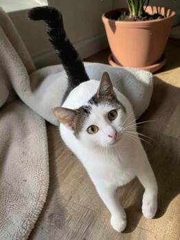 Uma -  Domestic Medium Hair Cat for Adoption in Calera, Alabama - Uma | PetCurious