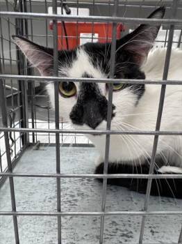 TALLY -  Domestic Short Hair Cat for Adoption in Las Vegas, Nevada - TALLY | PetCurious