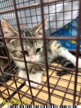 EARL -  Domestic Short Hair Cat for Adoption in West Palm Beach, Florida - EARL | PetCurious