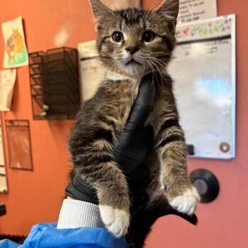 Radish - Barn Kitten -  Domestic Short Hair Cat for Adoption in Flagstaff, Arizona - Radish - Barn Kitten | PetCurious