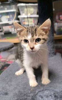 Rescue Domestic Short Hair Cats for Adoption in Johnson City, Tennessee - Lilac | PetCurious