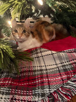 Rescue Domestic Short Hair Cats for Adoption in Walnut Creek, California - Jellybean | PetCurious