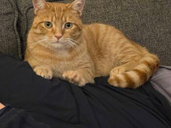 Garfield -  Domestic Short Hair Cat for Adoption in Chatham, Ontario - Garfield | PetCurious