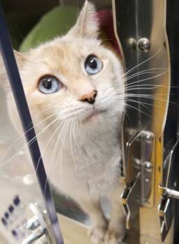 Gizmo -  Domestic Short Hair Cat for Adoption in Fishers, Indiana - Gizmo | PetCurious