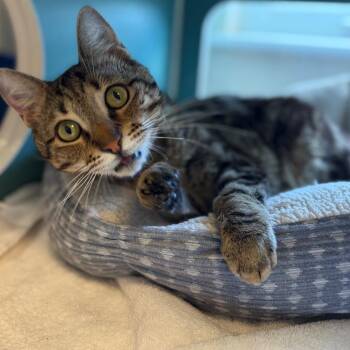 Novel- Tripod -  Domestic Short Hair Cat for Adoption in Morristown, Vermont - Novel- Tripod | PetCurious