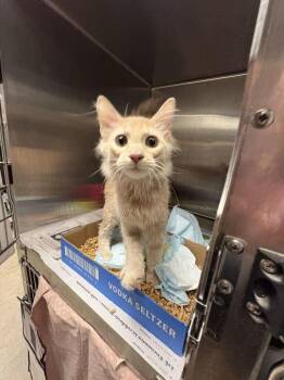 Mamacita -  Domestic Short Hair Cat for Adoption in Cincinnati, Ohio - Mamacita | PetCurious