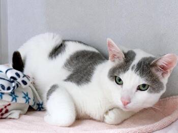 Tom Cat -  Domestic Short Hair Cat for Adoption in Great Neck, New York - Tom Cat | PetCurious
