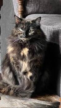 Rescue Domestic Long Hair Cats for Adoption in Midland, Michigan - Sawyer- Courtesy Listed | PetCurious