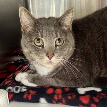 Pia -  Domestic Short Hair Cat for Adoption in Winchendon, Massachusetts - Pia | PetCurious
