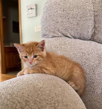 Tabby Cats Available for Adoption in Decorah, Iowa - Samson-COME MEET ME | PetCurious