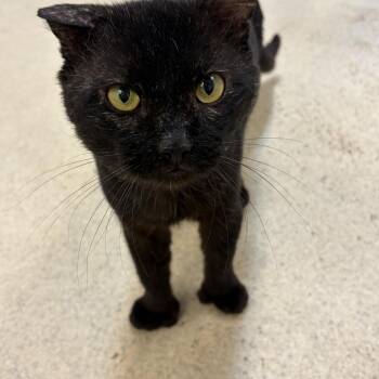 Domestic Short Hair Cats Available for Adoption in Westbrook, Connecticut - Iggy | PetCurious