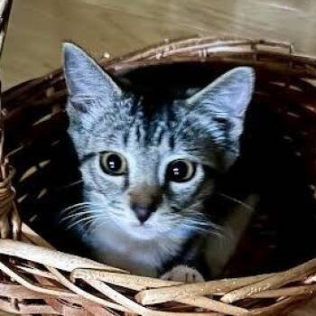 Rescue Tabby Cats for Adoption in Los Angeles, California - Max (GS & CF) | PetCurious