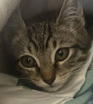 Pluto -  Domestic Short Hair Cat for Adoption in Roseville, California - Pluto | PetCurious