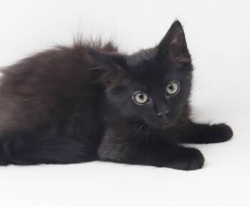 Banks is just a mini darling - poofy snugglebug -  Maine Coon and Norwegian Forest Cat Cat for Adoption in Bedford Hills, New York - Banks Is Just A Mini Darling - Poofy Snugglebug | PetCurious