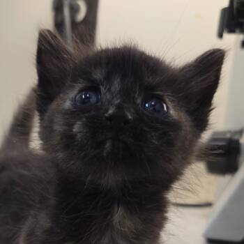 Domestic Short Hair Cats Available for Adoption in Auburn, Alabama - Sharona | PetCurious