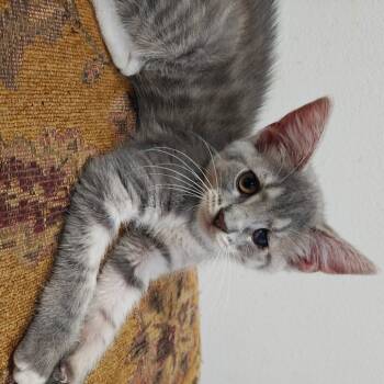Rescue Domestic Short Hair Cats for Adoption in Madison, Wisconsin - Izzy | PetCurious