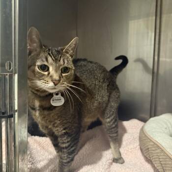 Ari -  Domestic Short Hair Cat for Adoption in Louisville, Kentucky - Ari | PetCurious
