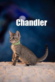 Rescue Domestic Short Hair Cats for Adoption in Maitland, Florida - Chandler | PetCurious