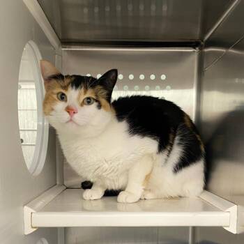 Domestic Short Hair Cats Available for Adoption - Muffin | PetCurious