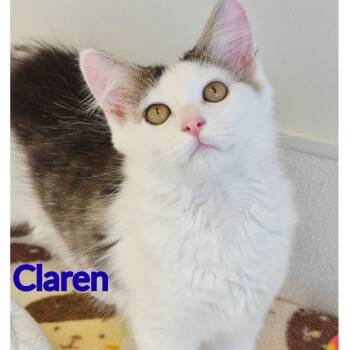 Claren -  Domestic Long Hair Cat for Adoption in North Saint Paul, Minnesota - Claren | PetCurious