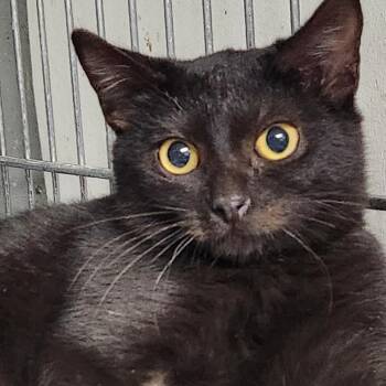 Domestic Short Hair Cats Available for Adoption - Jet K45939 | PetCurious