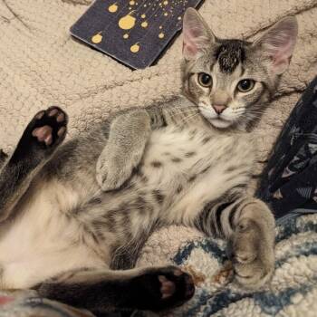 Rescue Domestic Short Hair Cats for Adoption in Chicago, Illinois - Fino ( Aka Sprinkles) | PetCurious