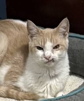 Rescue Domestic Short Hair Cats for Adoption in Jackson, Georgia - Lunar | PetCurious