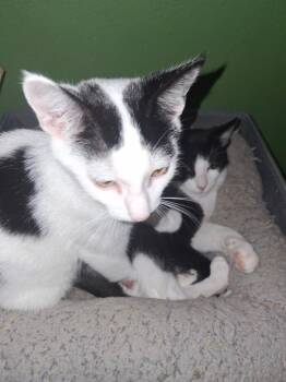 Ripple -  Domestic Short Hair Cat for Adoption in Dayton, Ohio - Ripple | PetCurious