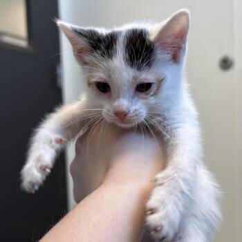 Pecan -  Domestic Short Hair Cat for Adoption in Naperville, Illinois - Pecan | PetCurious