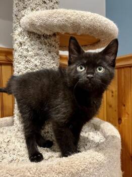 Puffball -  Domestic Medium Hair Cat for Adoption in Emerald Isle, North Carolina - Puffball | PetCurious