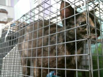 BRIANA -  Domestic Short Hair Cat for Adoption in Houston, Texas - BRIANA | PetCurious