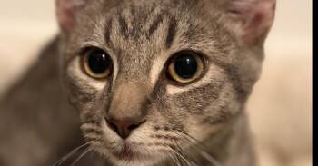 Dutch Oven -  Domestic Short Hair and Tabby Cat for Adoption in Dallas, Texas - Dutch Oven | PetCurious