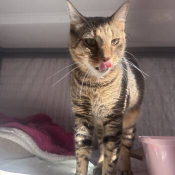 Rescue Domestic Short Hair Cats for Adoption - Guardo | PetCurious