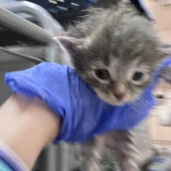 Lambkin -  Domestic Medium Hair Cat for Adoption in Kanab, Utah - Lambkin | PetCurious