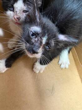 ALFREDO -  Domestic Short Hair Cat for Adoption in Jacksonville, Florida - ALFREDO | PetCurious