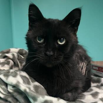Nakia -  Domestic Short Hair Cat for Adoption in Owosso, Michigan - Nakia | PetCurious