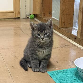 Shermy -  Domestic Medium Hair Cat for Adoption in Chisholm, Minnesota - Shermy | PetCurious
