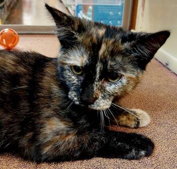 Victoria -  Domestic Short Hair Cat for Adoption in San Antonio, Texas - Victoria | PetCurious