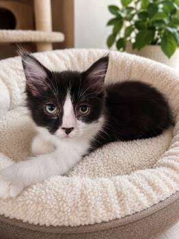 Minerva -  Domestic Medium Hair Cat for Adoption in Sioux City, Iowa - Minerva | PetCurious