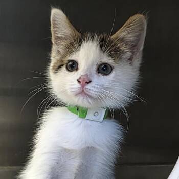 Artemis -  Domestic Short Hair Cat for Adoption in Fort Wayne, Indiana - Artemis | PetCurious