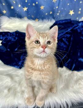 Coast -  Domestic Short Hair Cat for Adoption in Houston, Texas - Coast | PetCurious