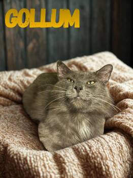 Gollum -  Domestic Long Hair Cat for Adoption in Barton, Vermont - Gollum | PetCurious