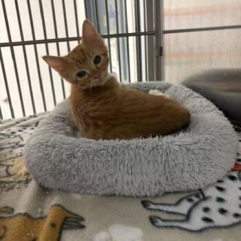 Phineas -  Domestic Short Hair Cat for Adoption in Allen, Texas - Phineas | PetCurious