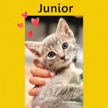 Uncle Junior -  Domestic Short Hair Cat for Adoption in Los Angeles, California - Uncle Junior | PetCurious