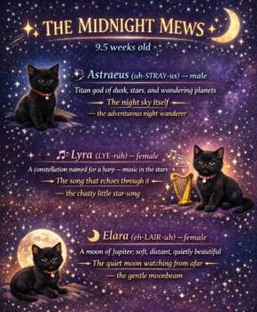 Domestic Short Hair Cats Available for Adoption - Elara (Midnight Mews) Available For PRE- ADOPTION | PetCurious