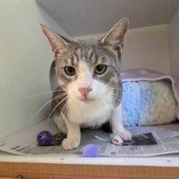 Santana -  Domestic Short Hair Cat for Adoption in Phoenixville, Pennsylvania - Santana | PetCurious