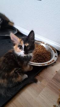 Toffee Baby -  Domestic Medium Hair Cat for Adoption in Fort Collins, Colorado - Toffee Baby | PetCurious