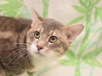 Domestic Short Hair Cats Available for Adoption in Portland, Oregon - Glisan | PetCurious