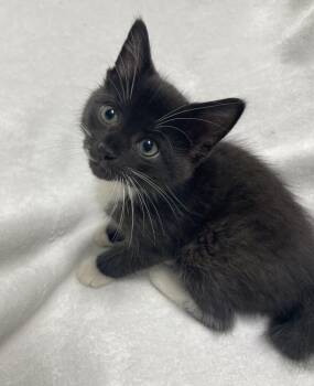 Jelly -  Domestic Short Hair Cat for Adoption in Jackson, Michigan - Jelly | PetCurious